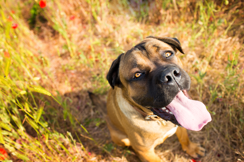 Dog in field Dog in field