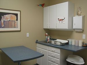 Our feline exam room
