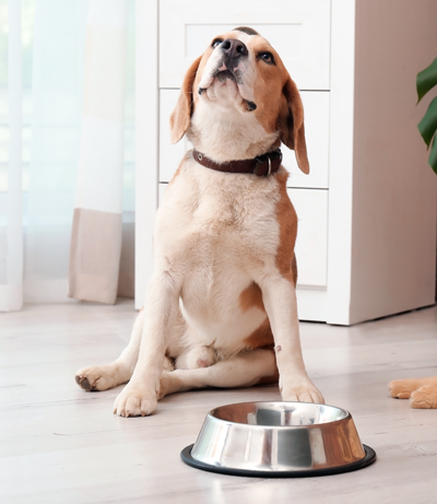 Beagle sits and waits for a meal to be served in his silver food bowl Beagle sits and waits for a meal to be served in his silver food bowl