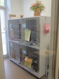 picture of our cat ward